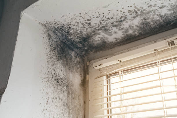 Affordable Hvac And Air Duct Mold Remediation solutions in Bridgeport, WA